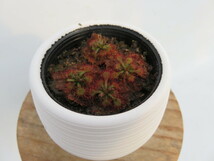 Drosera Spathulata Taiwan２号【複数株】丸鉢付き 人気品種！食虫植物　ドロセラ　スパスラタ_画像6