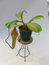 N.truncata × N.(sibuyanensis × TM) EPH-1-26-3 4号【現品限り】ネペンテス 食虫植物_14919_画像2