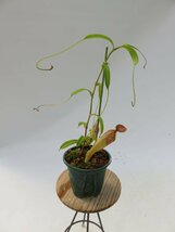 N.singlalana × tenuis BE-3988 3号【現品限り】ネペンテス 食虫植物_14918_画像2