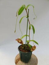 N.singlalana × tenuis BE-3988 3号【現品限り】ネペンテス 食虫植物_14918_画像4