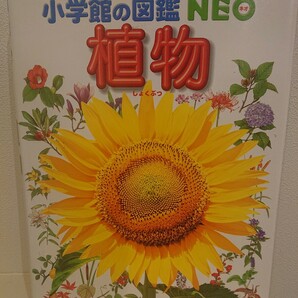 植物 （小学館の図鑑ＮＥＯ　２） 門田裕一／監修　畑中喜秋／指導・執筆　和田浩志／指導・執筆　岡田比呂実／指導・執筆　松