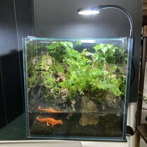 *me Dakar * newt breeding . recommended!!kokelium* terrarium final product *