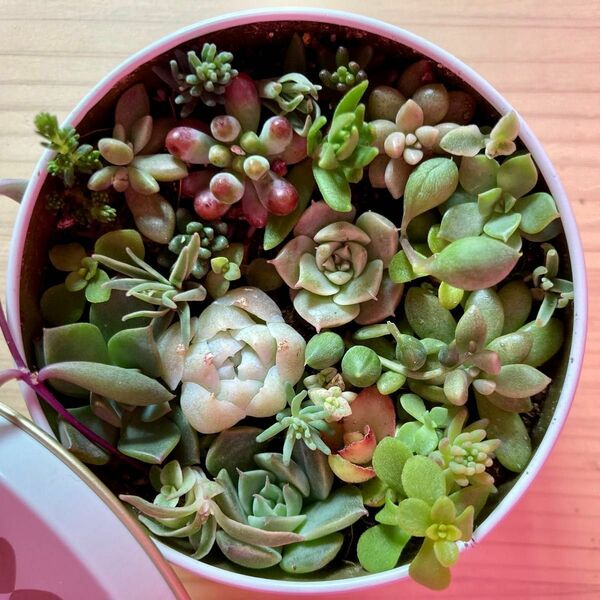 多肉植物　韓国苗入り　そのまま飾れる寄せ植え　底に穴を開けた缶に植えています