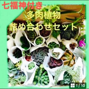 多肉植物詰め合わせ　カット苗　25種類　　七福神　プラス韓国苗　雪の下おまけetc