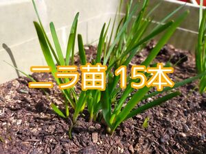 ニラ苗　15本　家庭菜園　にら