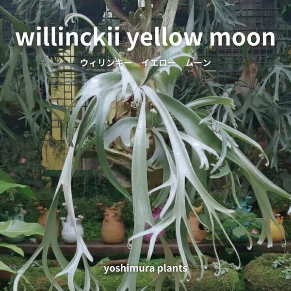 [胞子] willinckii yellow moon　ビカクシダ