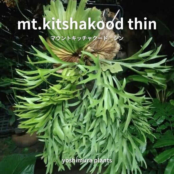[胞子] mt.kitshakood thin キッチャクード　シン　ビカクシダ