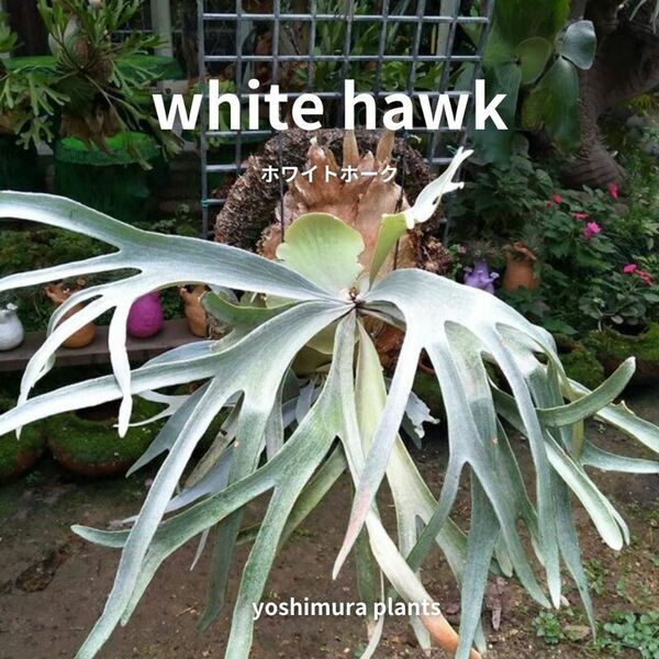 [胞子] white hawk　ホワイトホーク　ビカクシダ