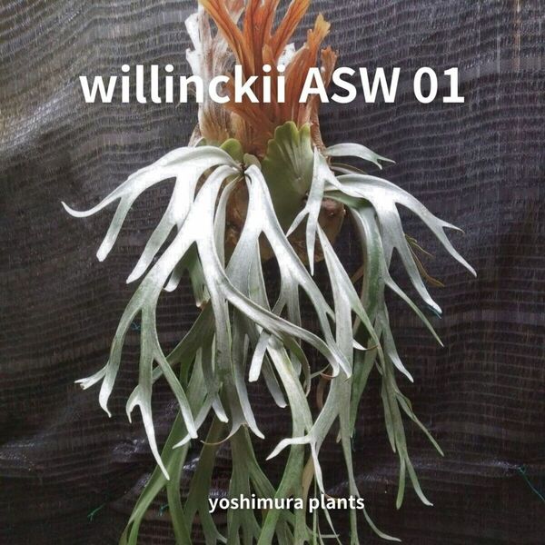 [胞子] willinckii ASW 01　ビカクシダ