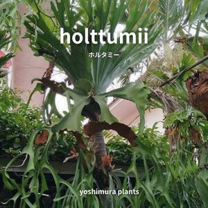 [胞子] holttumii　ホルタミー　ビカクシダ