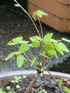 ミツバアケビの苗　2～3年物　美肌効果/腸内環境整える効果あり　　送料一律１９８円　