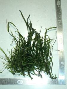 希少種　細葉 ウェーブ強烈　ミクロソリウム　SP タイ産 本ナローリーフ　画像全量　水中葉　無農薬