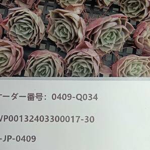 0409-Q034 オンスロー30個 多肉植物 韓国 エケベリアの画像3