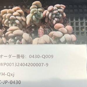 0430-Q009 キシリトール17個 多肉植物 韓国 エケベリアの画像3