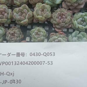 0430-Q053 アイススピリット96個 多肉植物 韓国 エケベリアの画像3