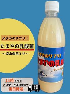 たまやの乳酸菌菌　500ml 1本