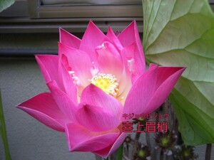 ☆花蓮　花ハス　喜上眉梢（キジョウビショウ）蓮根　第４種便　Ｋ１