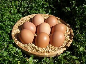 平飼い有精卵「ほんまの卵」40個