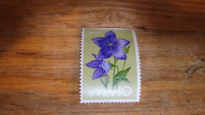  flower series Chinese bellflower 