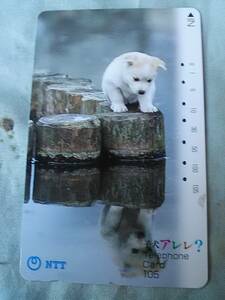 使用済み　テレカ　水に映った姿をのぞき込む子犬アレレ?　NTT　＜391-074＞105度数