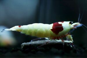 《Howl＆Louis》Red Bee Shrimp 多分♀ ④