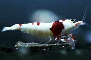 《Howl＆Louis》Red Bee Shrimp 若個体 多分♀ ②