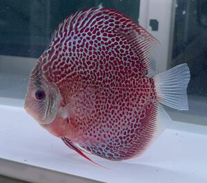 [ discus ] Sune -ks gold Leopard ① big size 