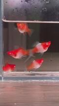 【熱帯魚】ショートボディ・紅白ソードテール・3匹セット・数量限定_画像4