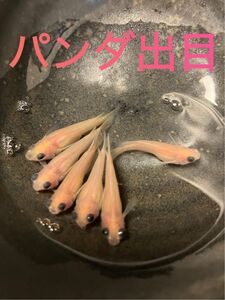 ｛薫メダカ。｝めだか【パンダ出目】有精卵３０個＋α 検索用エメキン　王華だるま　サファイア