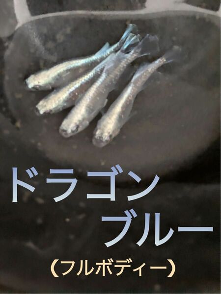 ｛薫メダカ。｝めだか【ドラゴンブルー】フルボディー有精卵３０個＋α 検索用エメキン　王華だるま　サファイア　紅白二色