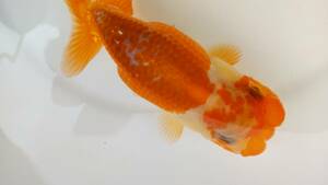 [. moreover, .. beginner golgfish .]N56.. Fuji Hara . series this year fish quality goods 