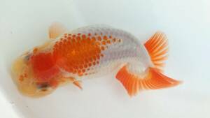 [. moreover, .. beginner golgfish .]N127.. Fuji Hara . series this year fish special selection 