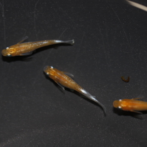 【オリジアス】豆紅エボリューション亜種×白斑亜種（F２）オス１メス２ NO.９の画像8