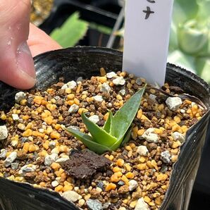 アガベ・ユタエンシス・エボリスピナ　実生苗　 アガベ 多肉植物 観葉植物 Agave