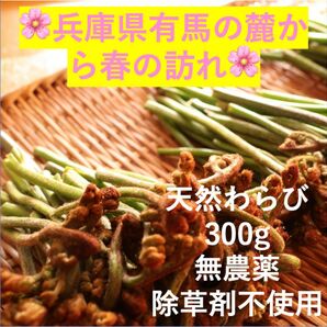 ③【有馬温泉の麓】 兵庫県産 天然わらび たっぷり300g 4月初旬より順次発送 ワラビ 蕨 山菜 新鮮