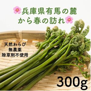 ③【有馬温泉の麓】 兵庫県産 天然わらび たっぷり300g 今日か明日発送◎ ワラビ 蕨 山菜 新鮮 六甲山の麓