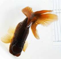 王道黒オラ■ブラックドラゴン■上物３歳魚240414-7　検索：オランダ 鈴木アズマ_画像1