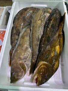 北海道産活〆アブラコ（アイナメ）2ｋｇ（2尾）〔E〕北港直販☆あぶらこ・油子・あいなめ