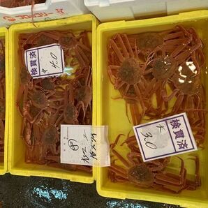 1円～北海道産生ズワイガニ6ｋｇ（15～25尾前後）〔B〕北港直販☆ずわい・蟹・かに〔代引き不可〕の画像1