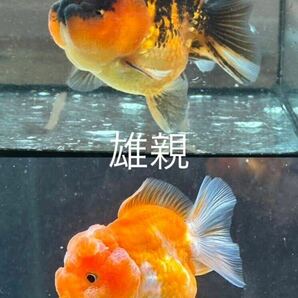 【菊穂】オランダST稚魚 選別漏れ20匹＋α ショートボディ 親魚写真あり②の画像7