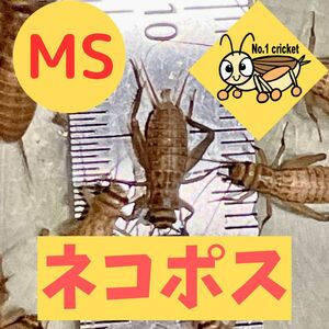 【MSサイズ】200匹+20%　死着保証有　ヨーロッパイエコオロギ　ナンバーワンクリケット