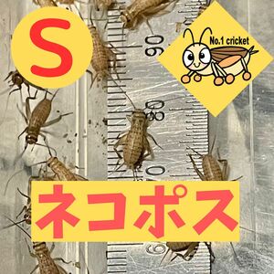 【Sサイズ】150匹+20%　死着保証有　ヨーロッパイエコオロギ　ナンバーワンクリケット