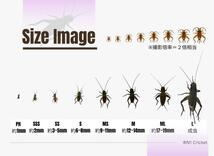 【Mサイズ】100匹+20%　死着保証有　ヨーロッパイエコオロギ　ナンバーワンクリケット_画像3