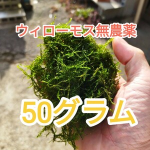 ウィローモス無農薬50グラム