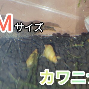 【お掃除屋さん3種セット】新鮮シジミ10匹・ヒメタニシ5匹・カワニナMサイズ5匹の画像7