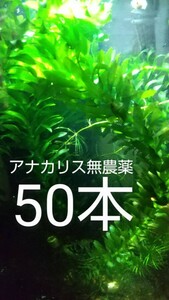 アナカリス無農薬50本