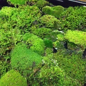 育てやすい苔セット★盆栽・植木周りに補充・テラリウム素材・おてがる配送ネコポス便発送の画像1