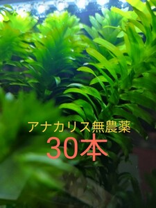 アナカリス無農薬30本☆お手軽配送ネコポス便発送