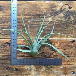 Tillandsia Erubescens　チランジア　エルベッセンス