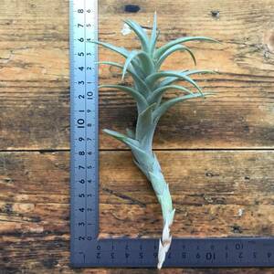 Tillandsia roseoscapa　チランジア　ロゼオスカパ